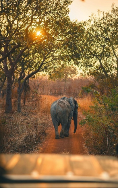 An elephant beside a woodland track in warm evening light