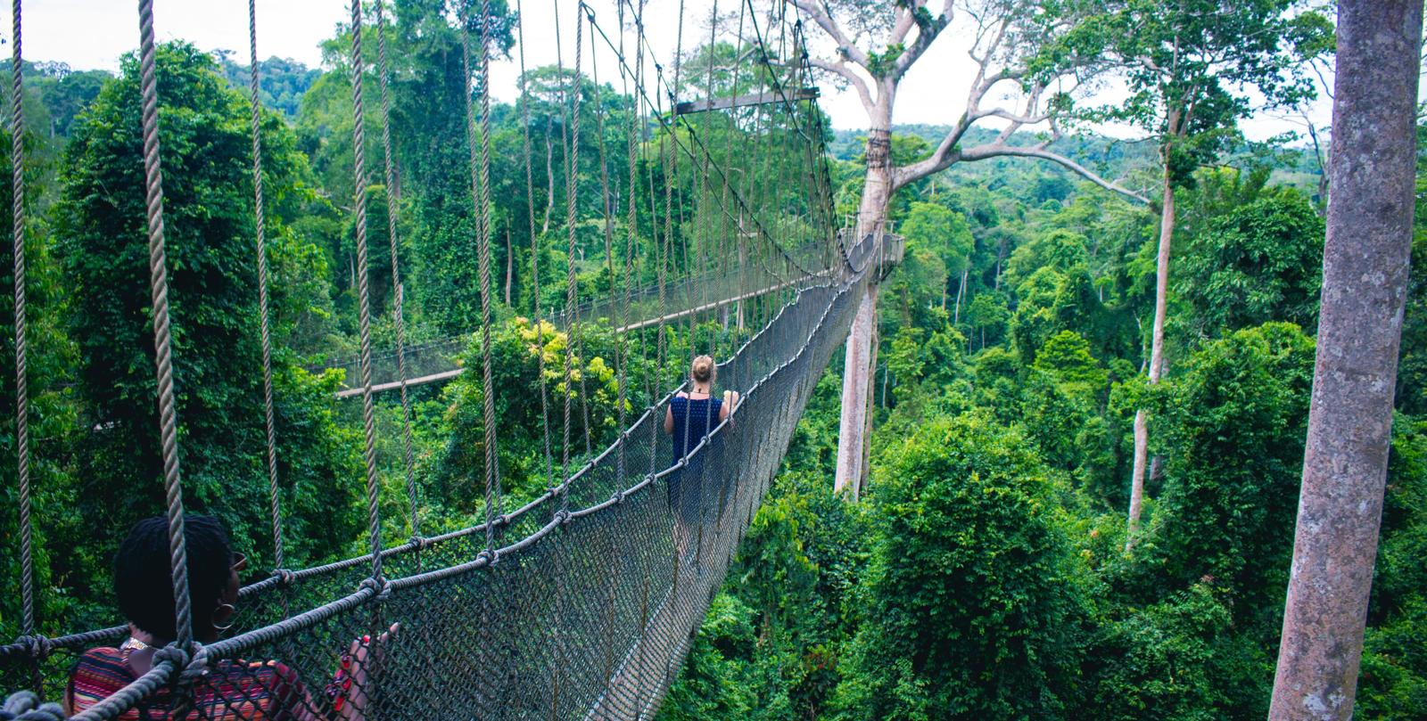 Kakum canopy walkway above the rainforest