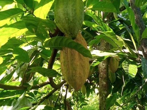 Cocoa pods ripening on a cacao tree at Mampong Cocoa Farm