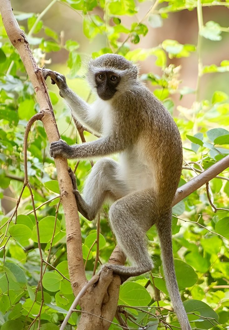 Vervet monkey perched in the forest canopy